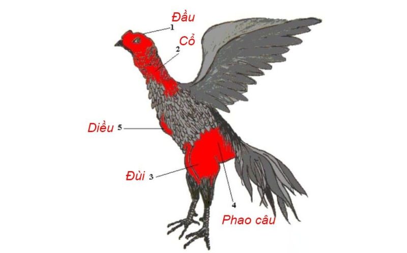 Gà đá đòn độc - Những thế đá kết liễu đối thủ của gà 1 Những tử huyệt trên cơ thể gà