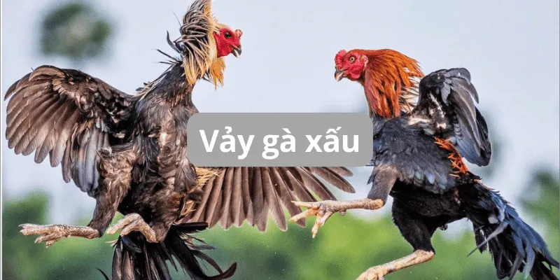 Những loại vảy gà xấu dân chơi đá gà nên tránh 2 vay-ga-xau-dan-choi-can-tranh