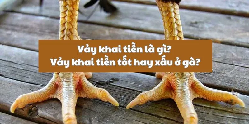 Vảy khai tiền là gì? Gà có vảy khai tiền tốt hay xấu 1 vay-khai-tien